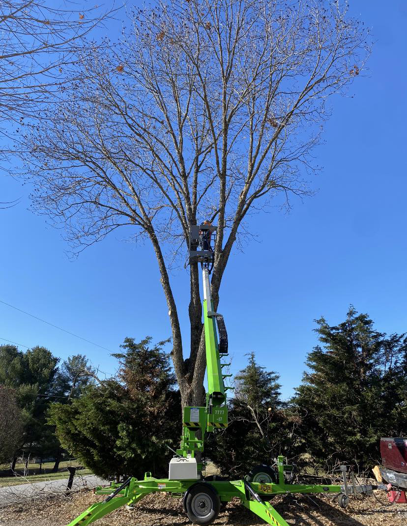 Tree trimming performed from an aerial bucket lift